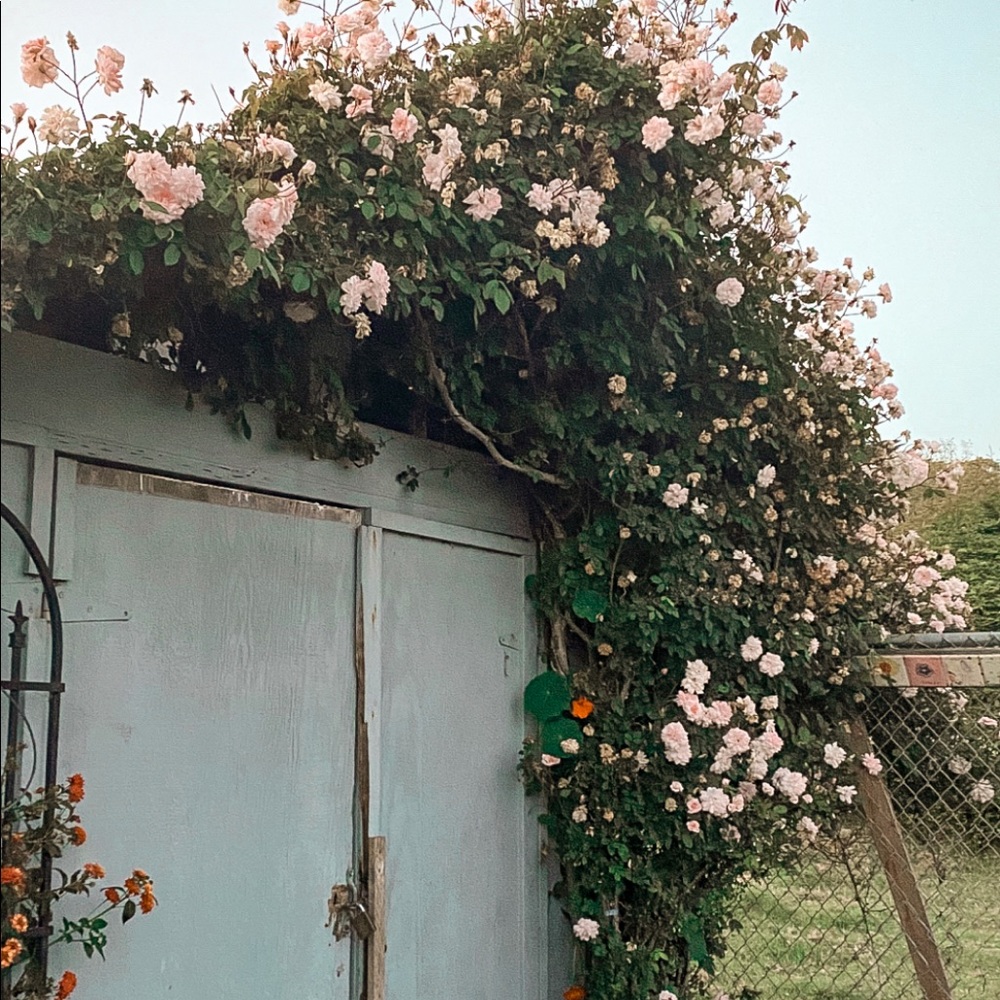 Meet your Posher, Georgia